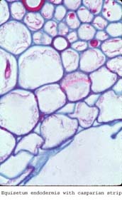 anat0891