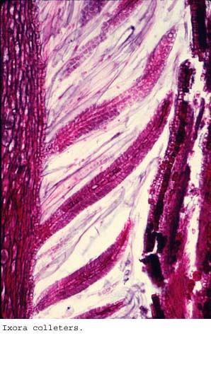 Anat0463