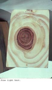 Anat0238