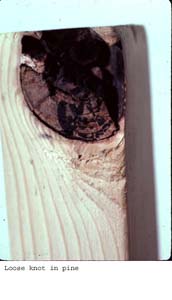 Anat0240