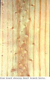 Anat0244