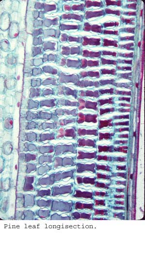 anat1288