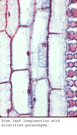 anat1291