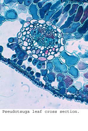 anat1298