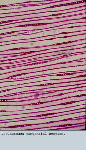 Anat0253