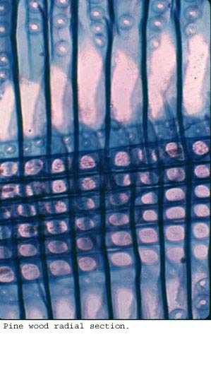 Anat0269