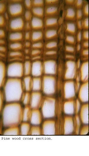 Anat0280