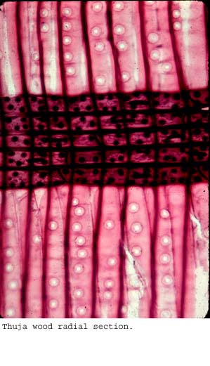 Anat0283