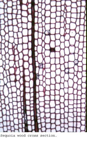 Anat0285