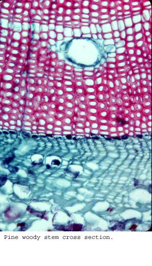 Anat0287