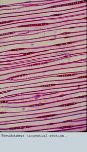Anat0253