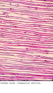 Anat0258