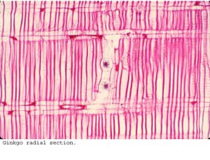 Anat0261
