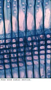 Anat0269