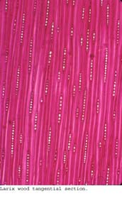 Anat0276