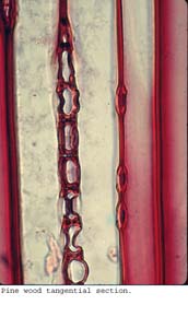 Anat0279