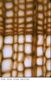 Anat0280