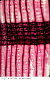 Anat0283