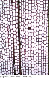 Anat0285