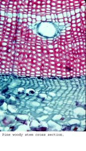 Anat0287
