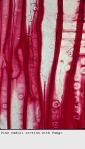 Anat0294