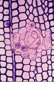 Anat0538