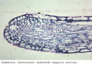 Anat0535