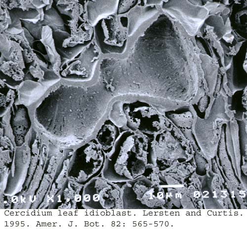 SEM0087