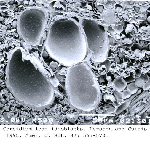 SEM0091