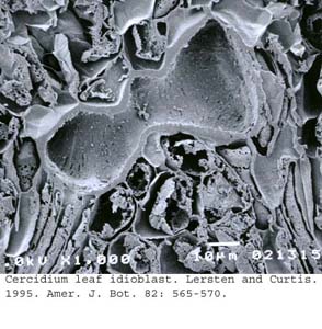 SEM0087