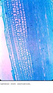 anat0878