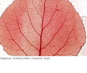 Leaf External Morphology