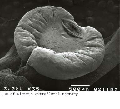 Anat0551