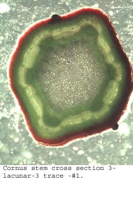 anat1080
