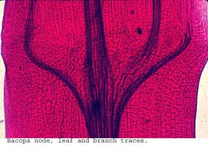 anat1075