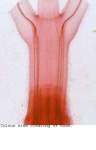 anat1076