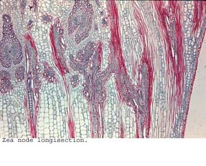 anat1079