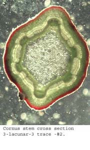 anat1081