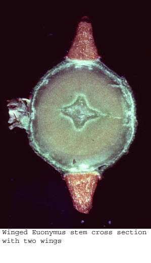 Anat0450