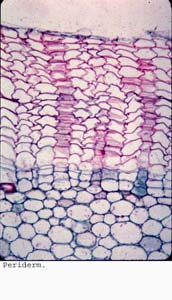 Anat0444