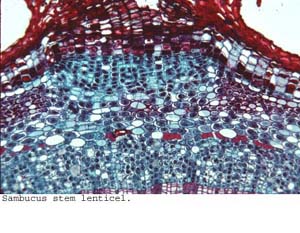 Anat0452