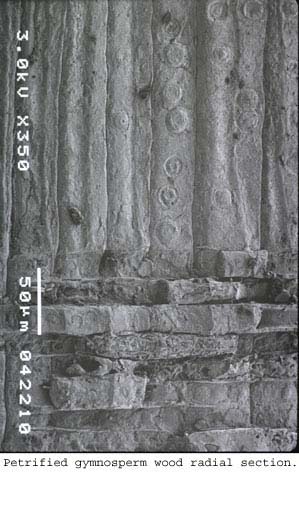 Anat0387