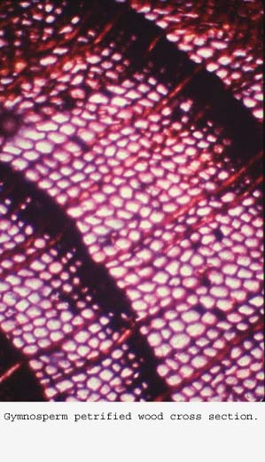 Anat0388