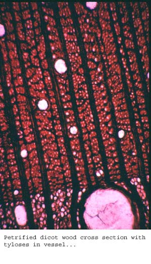 Anat0395
