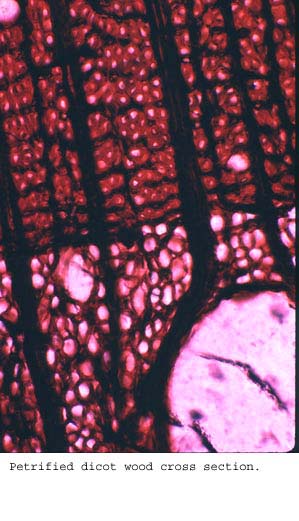 Anat0397