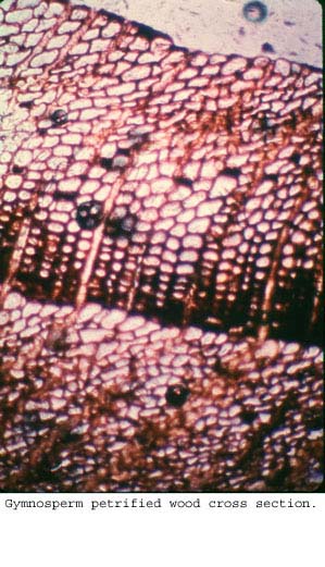 Anat0406