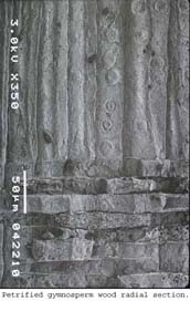 Anat0387