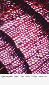 Anat0388