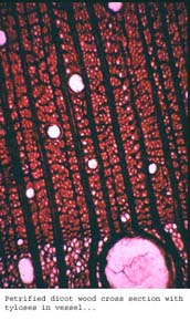 Anat0395