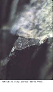 Anat0396